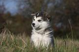 ALASKAN MALAMUTE 540